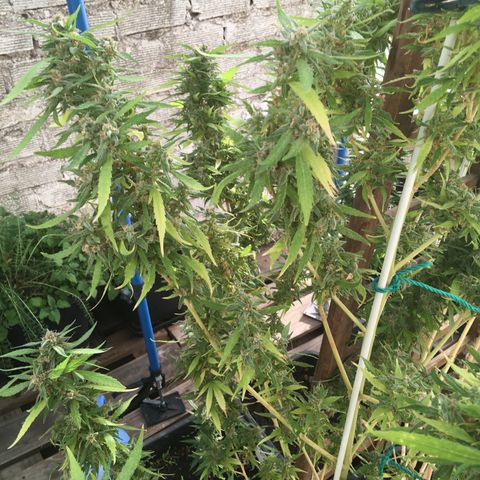WCAPF #1 growlog timeline photo