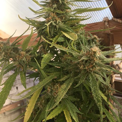 WCAPF #1 growlog timeline photo