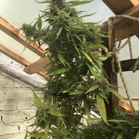 WCAPF #1 growlog timeline photo