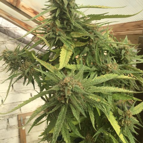 WCAPF #1 growlog timeline photo