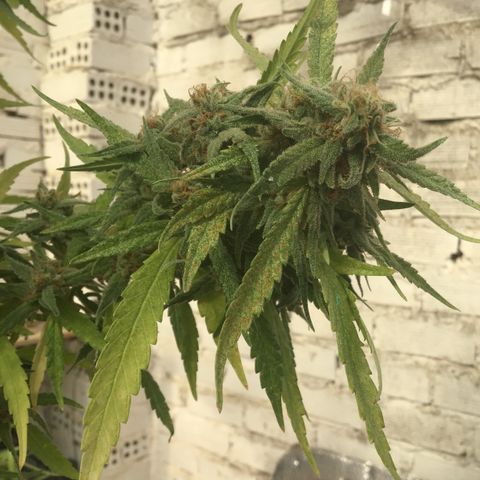 WCAPF #1 growlog timeline photo