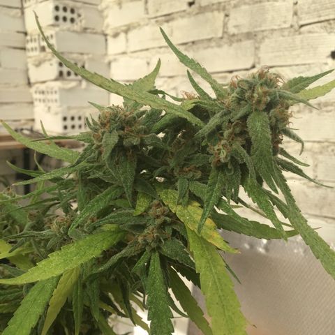 WCAPF #1 growlog timeline photo