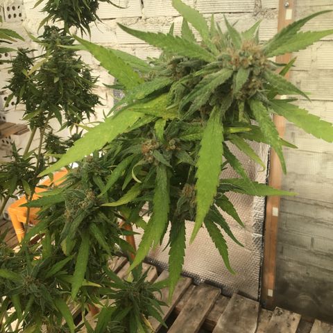 WCAPF #1 growlog timeline photo