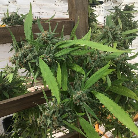 WCAPF #1 growlog timeline photo
