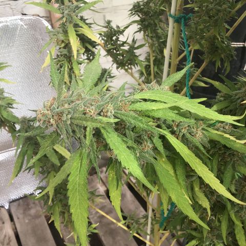 WCAPF #1 growlog timeline photo