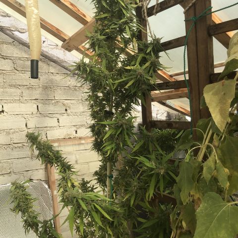 WCAPF #1 growlog timeline photo