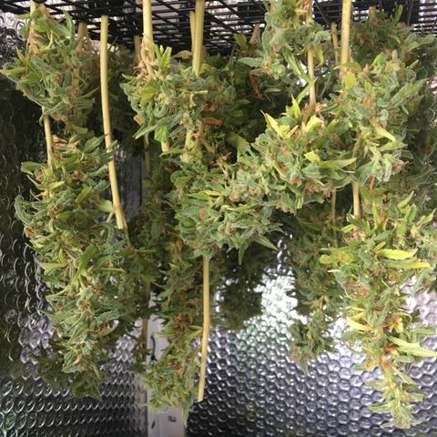 WCAPF #1 growlog timeline photo