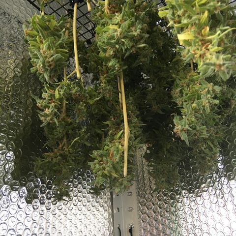 WCAPF #1 growlog timeline photo