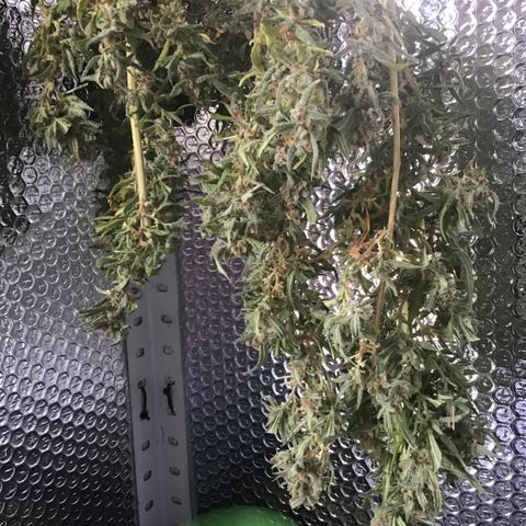 WCAPF #1 growlog timeline photo