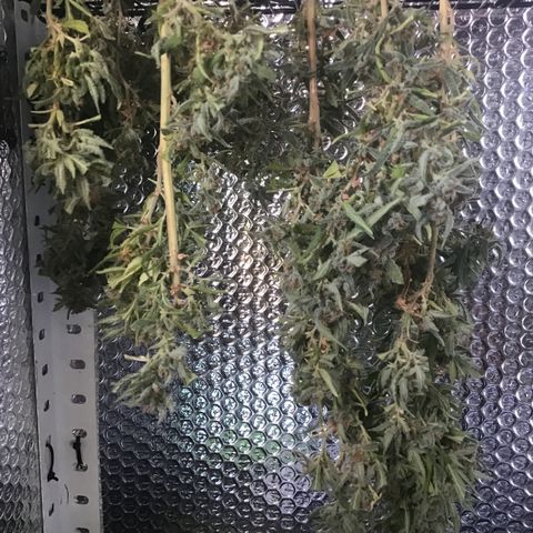 WCAPF #1 growlog timeline photo