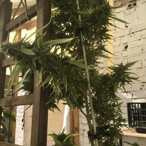WCAPF #1 growlog timeline photo