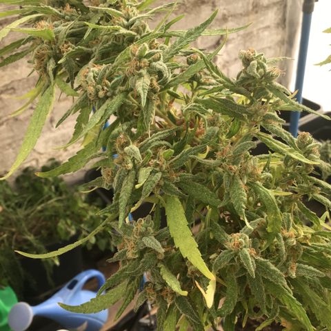 WCAPF #1 growlog timeline photo