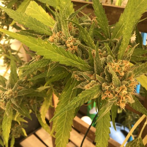 WCAPF #1 growlog timeline photo