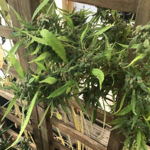 WCAPF #1 growlog timeline photo
