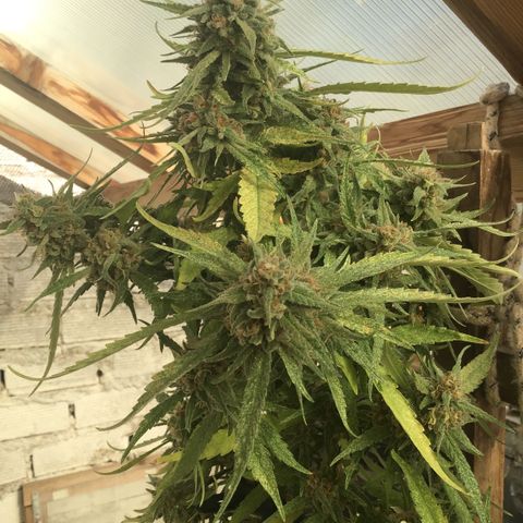 WCAPF #1 growlog timeline photo
