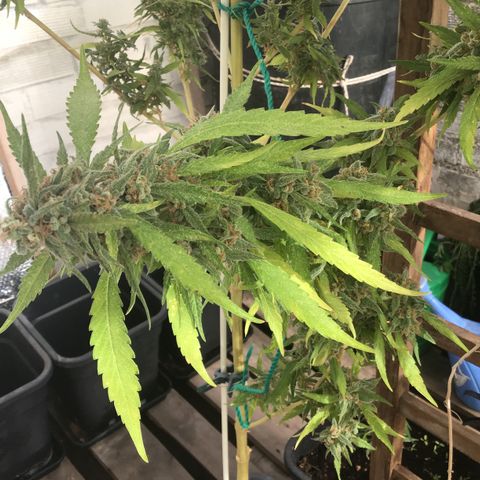 WCAPF #1 growlog timeline photo