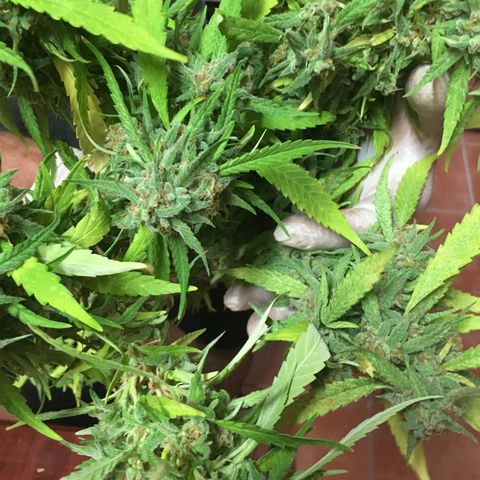 WCAPF #1 growlog timeline photo