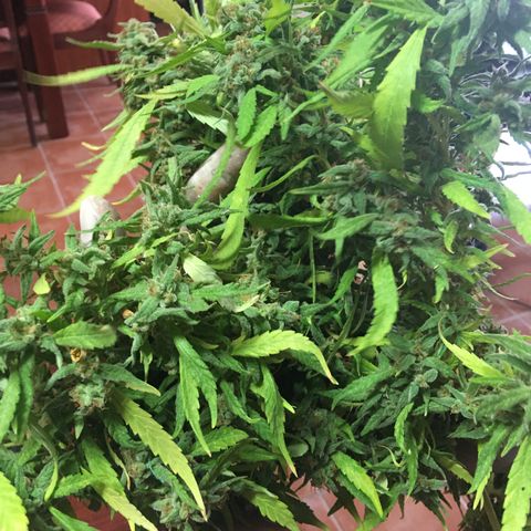 WCAPF #1 growlog timeline photo