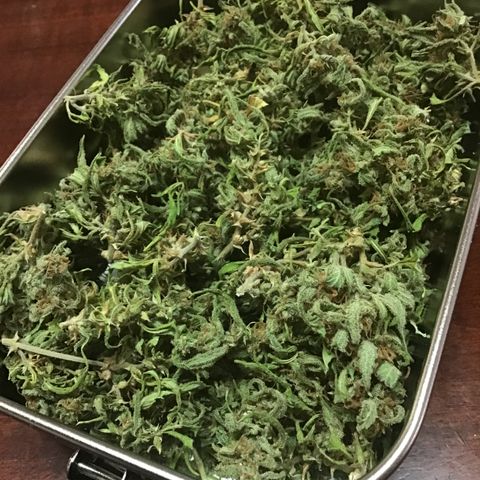 WCAPF #1 growlog timeline photo