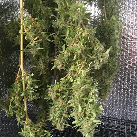 WCAPF #1 growlog timeline photo