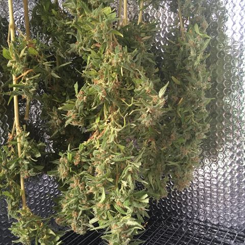 WCAPF #1 growlog timeline photo