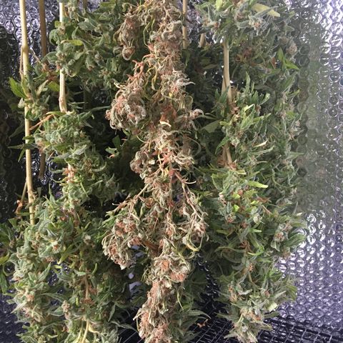 WCAPF #1 growlog timeline photo
