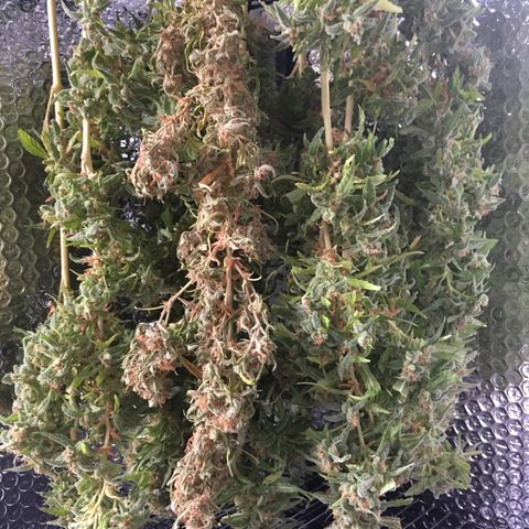 WCAPF #1 growlog timeline photo