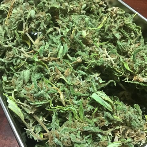 WCAPF #1 growlog timeline photo