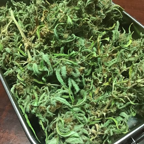 WCAPF #1 growlog timeline photo