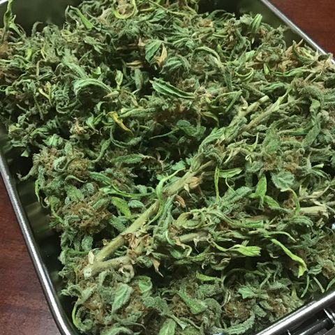 WCAPF #1 growlog timeline photo