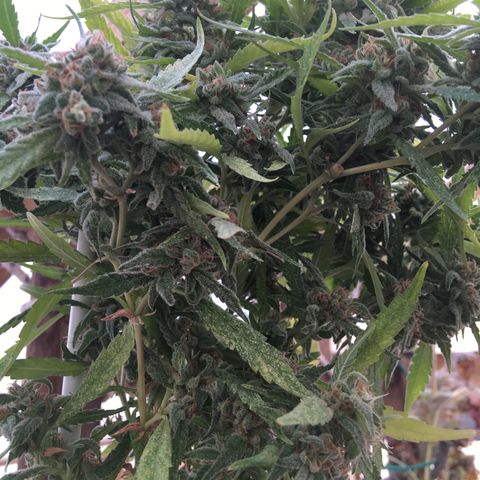 WCAPF #1 growlog timeline photo
