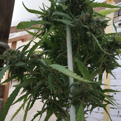 WCAPF #1 growlog timeline photo