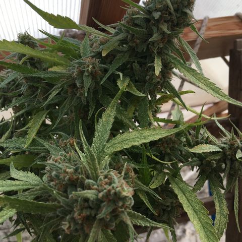 WCAPF #1 growlog timeline photo