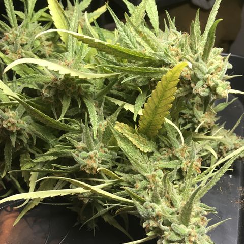 WCAPF #1 growlog timeline photo