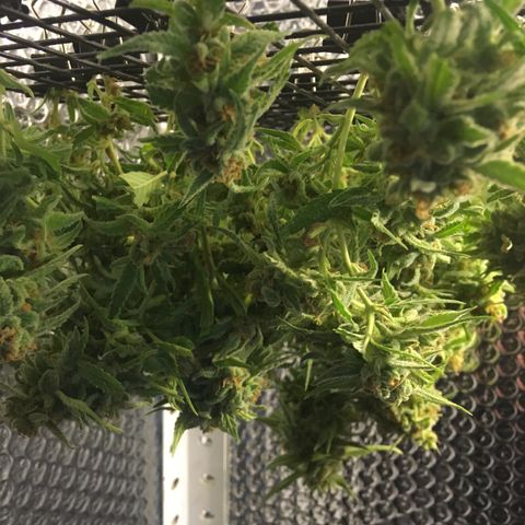 WCAPF #1 growlog timeline photo