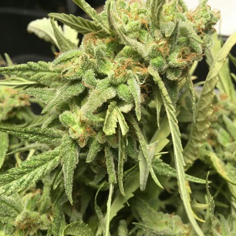 WCAPF #1 growlog timeline photo