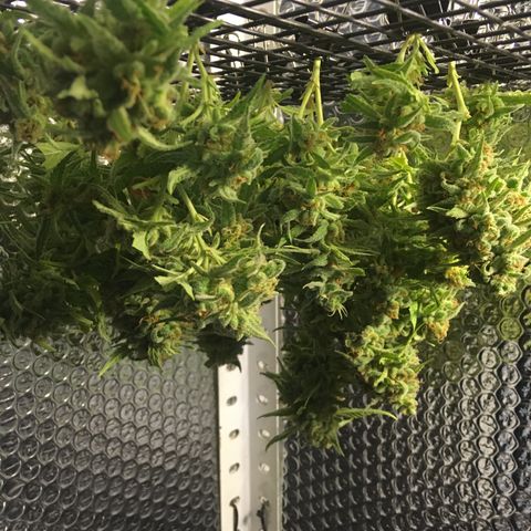WCAPF #1 growlog timeline photo