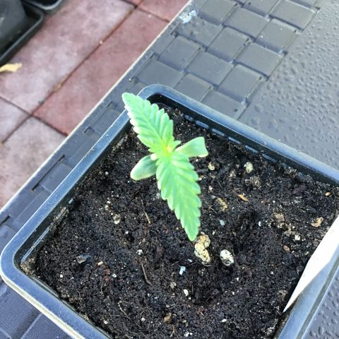 MASS #1 growlog timeline photo