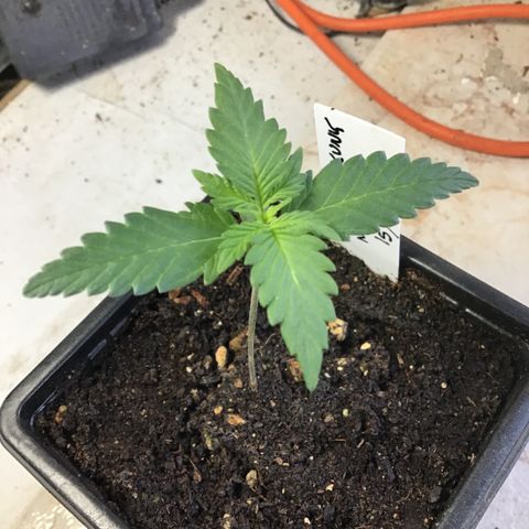 MASS #1 growlog timeline photo