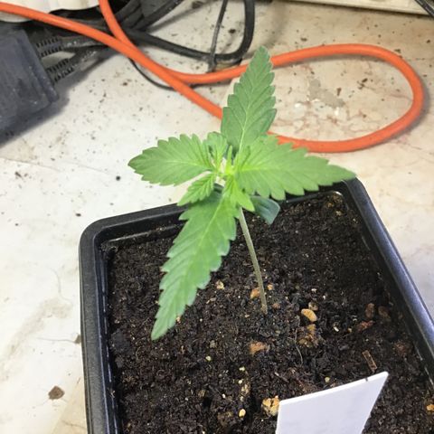 MASS #1 growlog timeline photo
