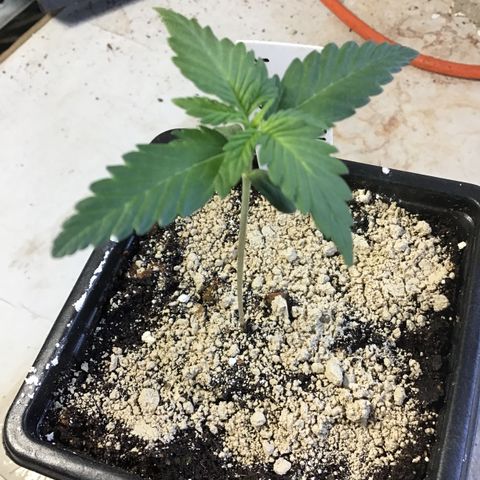 MASS #1 growlog timeline photo