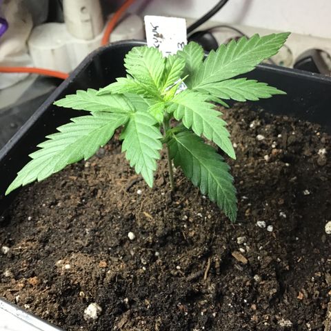 MASS #1 growlog timeline photo
