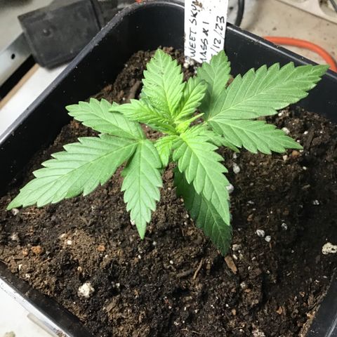 MASS #1 growlog timeline photo