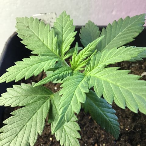 MASS #1 growlog timeline photo