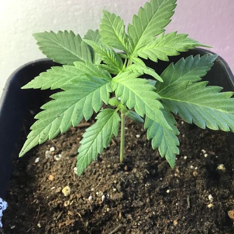 MASS #1 growlog timeline photo