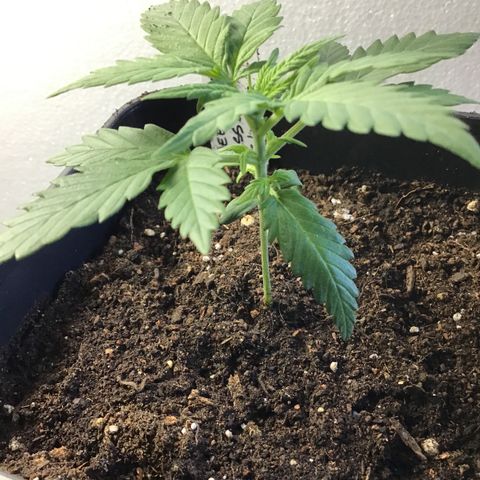 MASS #1 growlog timeline photo