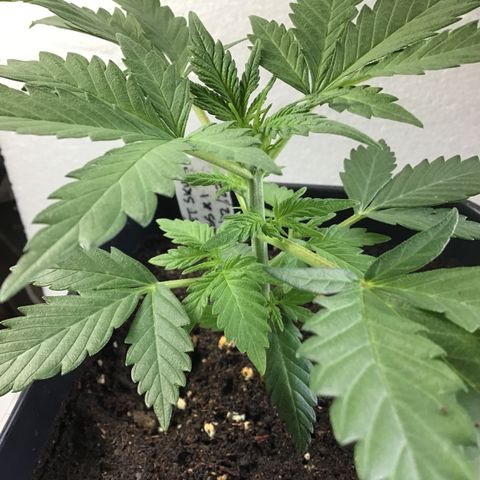 MASS #1 growlog timeline photo
