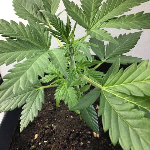 MASS #1 growlog timeline photo