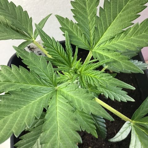 MASS #1 growlog timeline photo