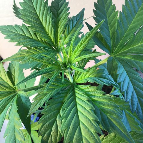 MASS #1 growlog timeline photo